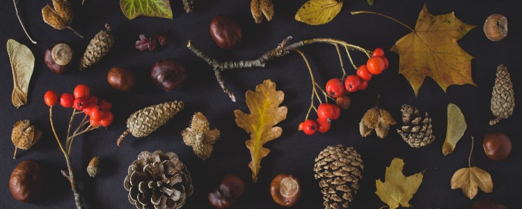 thanksgiving banner