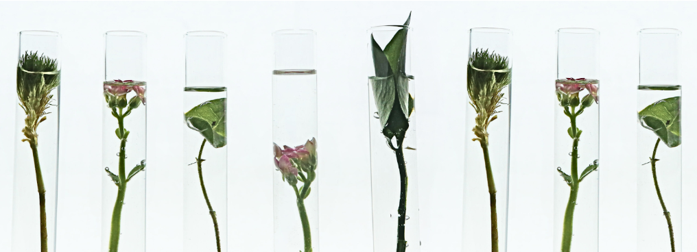 Beakers filled with water and plants