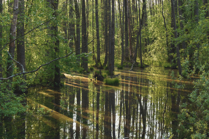 Reflection in water representing how an eating disorder can impact one's self-worth